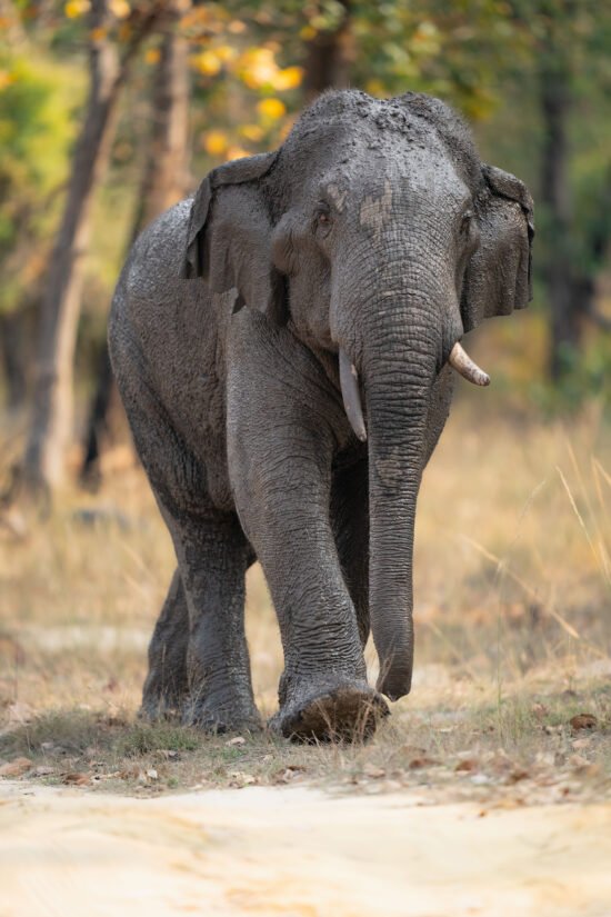 Elephant | Ameliya Safaris