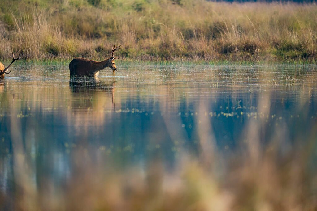 Deer | Ameliya Safaris