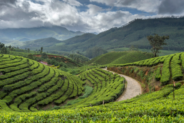 Tea Gardens Munnar | Ameliya Safaris