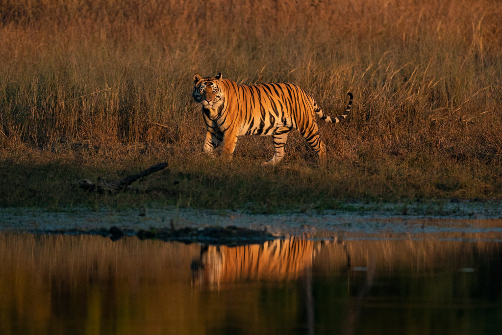 Indian Tiger | Ameliya Safaris | Tigers and Taj Mahal