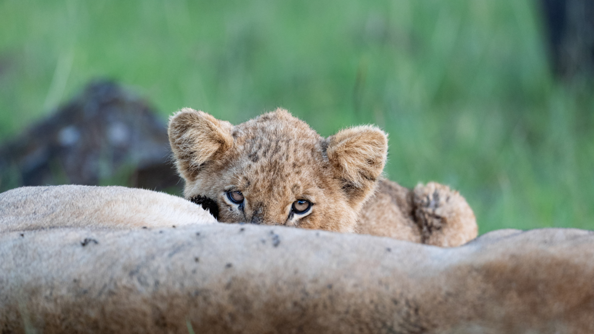 Lioness Cub