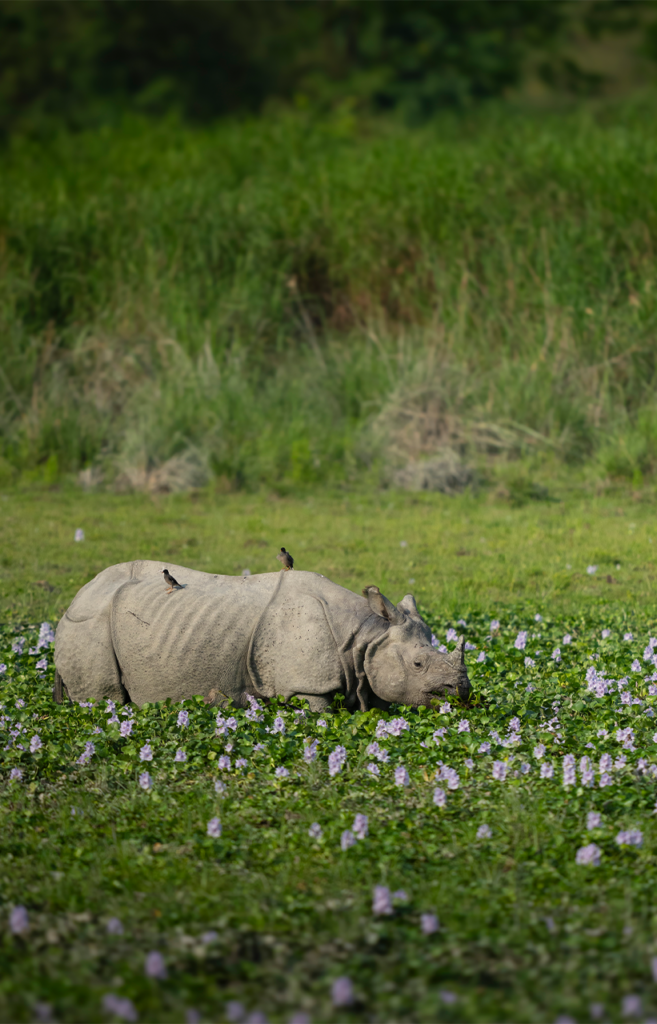 Kaziranga's Wildlife | Rhino | Book Your Luxury Safaris now | Ameliya Safaris