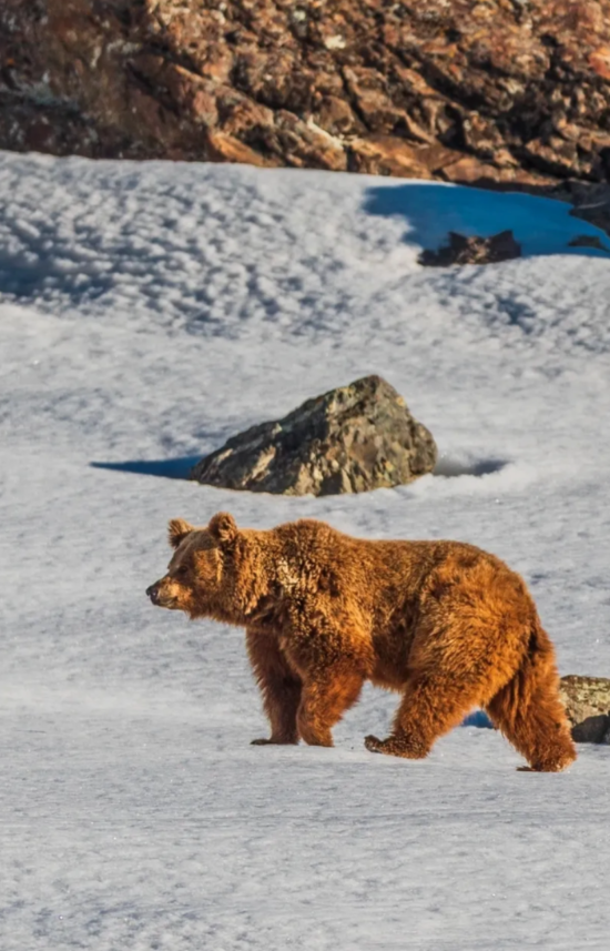 Brown Bear