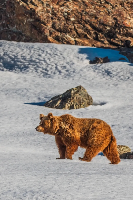 Brown Bear