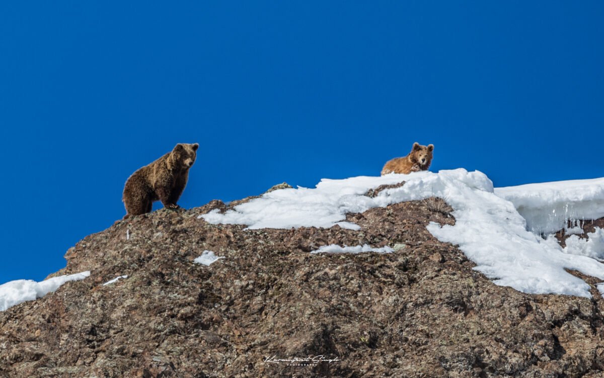 Brown Bears