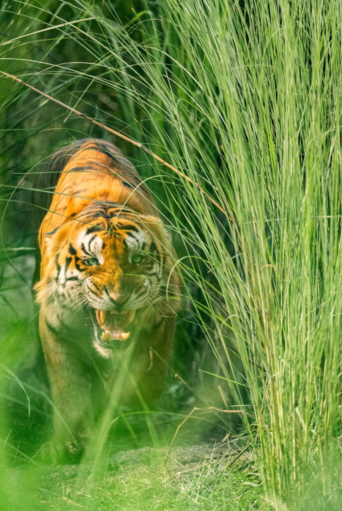 Dudhwa tarai tiger, best places to see tigers in india