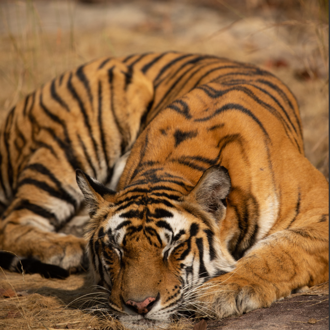 Solo the tiger queen sleeping by the waterhole: Ameliya safaris