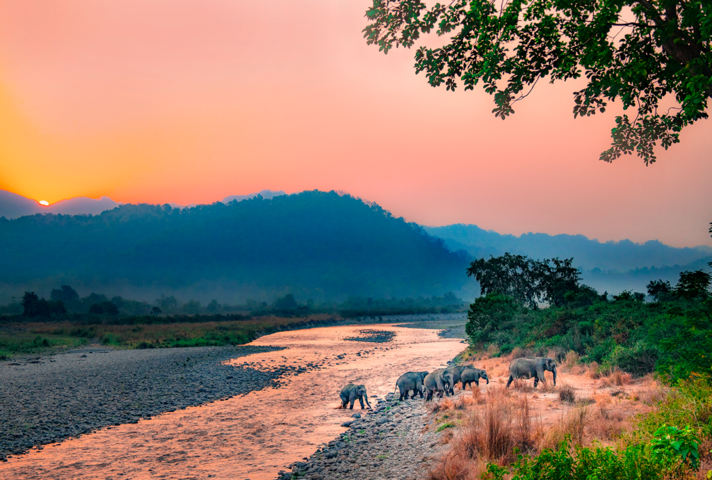 Jim Corbett Landscape | Ameliya Safaris