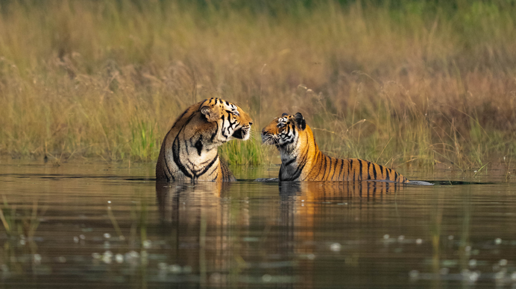 Tiger In water | Ameliya Safaris | tiger safari india