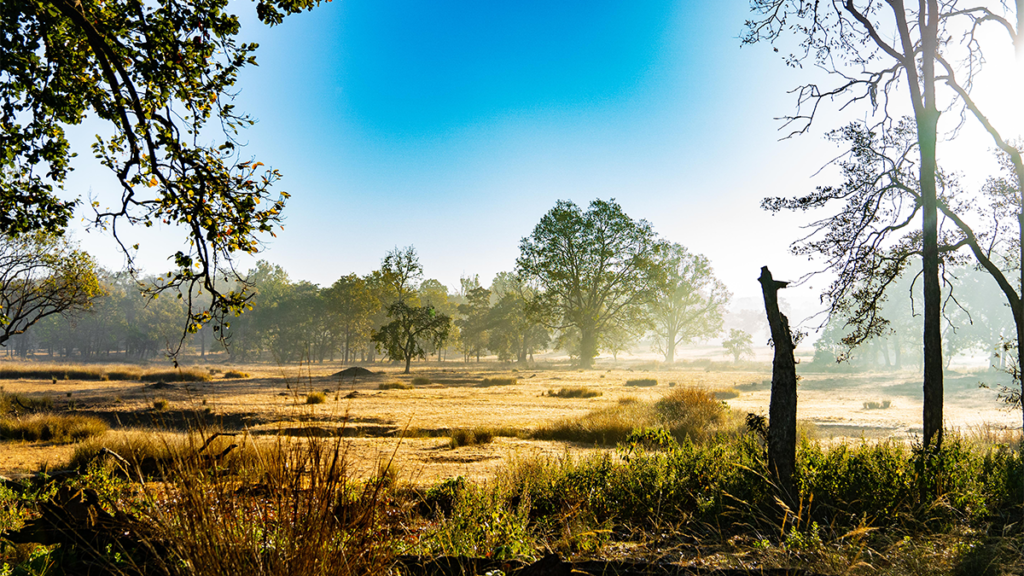 Kanha Landscape | Ameliya Safaris | tiger safari india