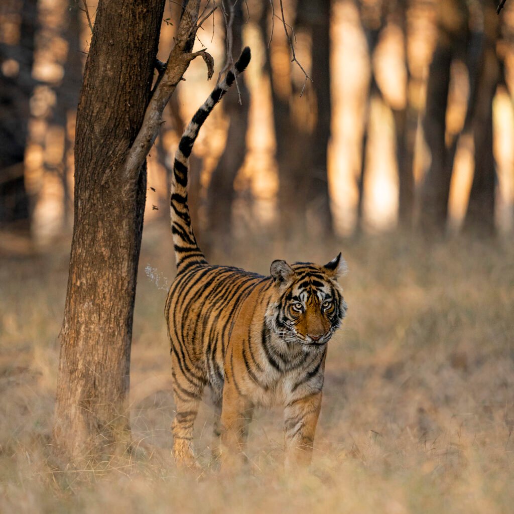 Tiger safari india - the best places to see tigers in india