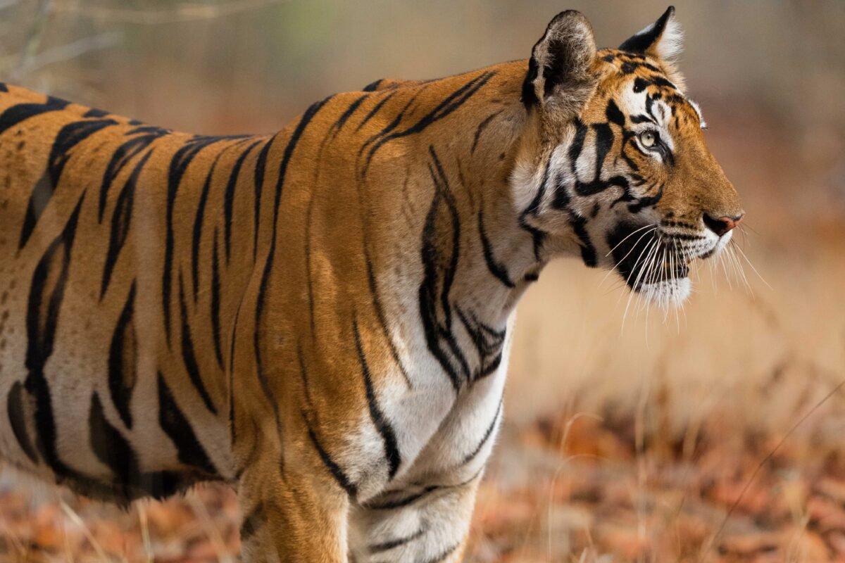 Tigers | Bandhavgarh | Ameliya Safaris