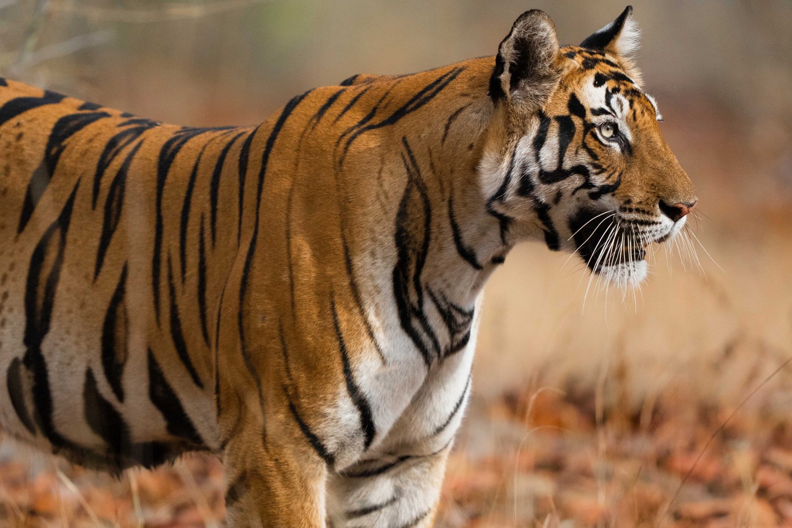 Tigers | Ameliya safaris