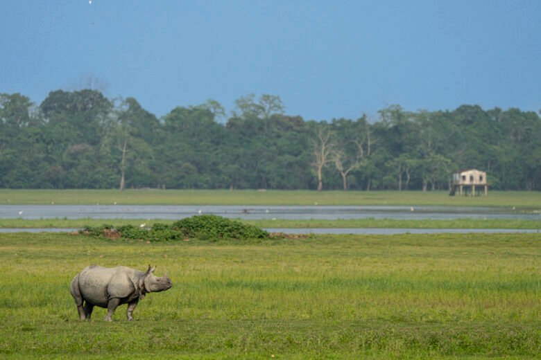 Rhinos - Kaziranga