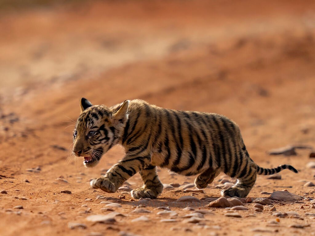 Tiger's Cub | Ameliya Safaris