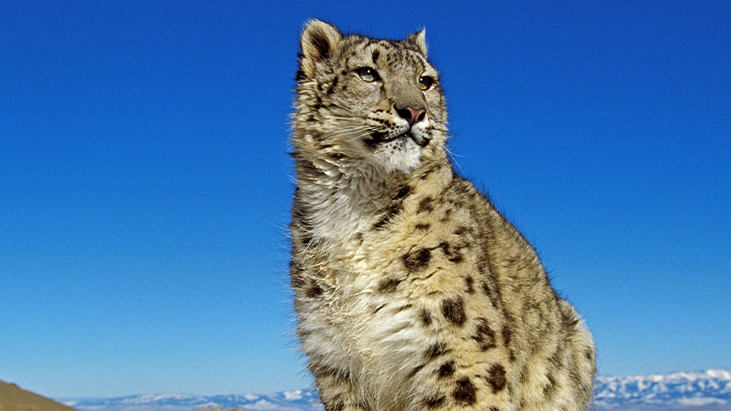 Snow leopards | Safari in India