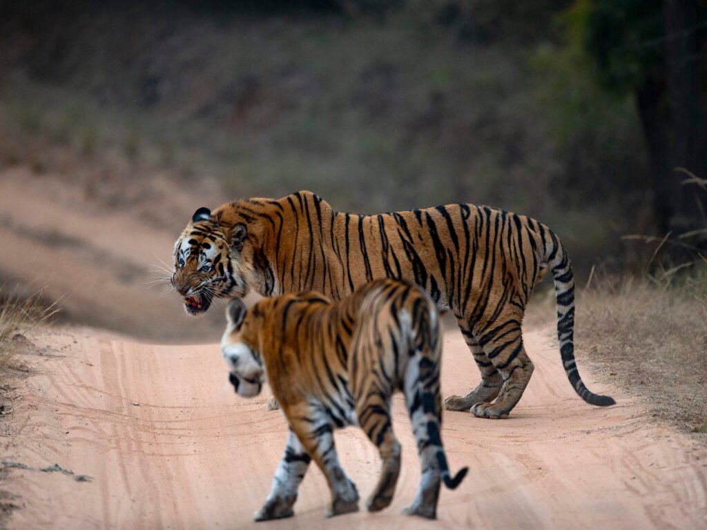  Tiger numbers in India | Ameliya Safaris