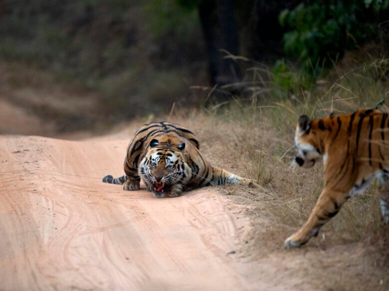 Bamera son and Solo tiger fight.