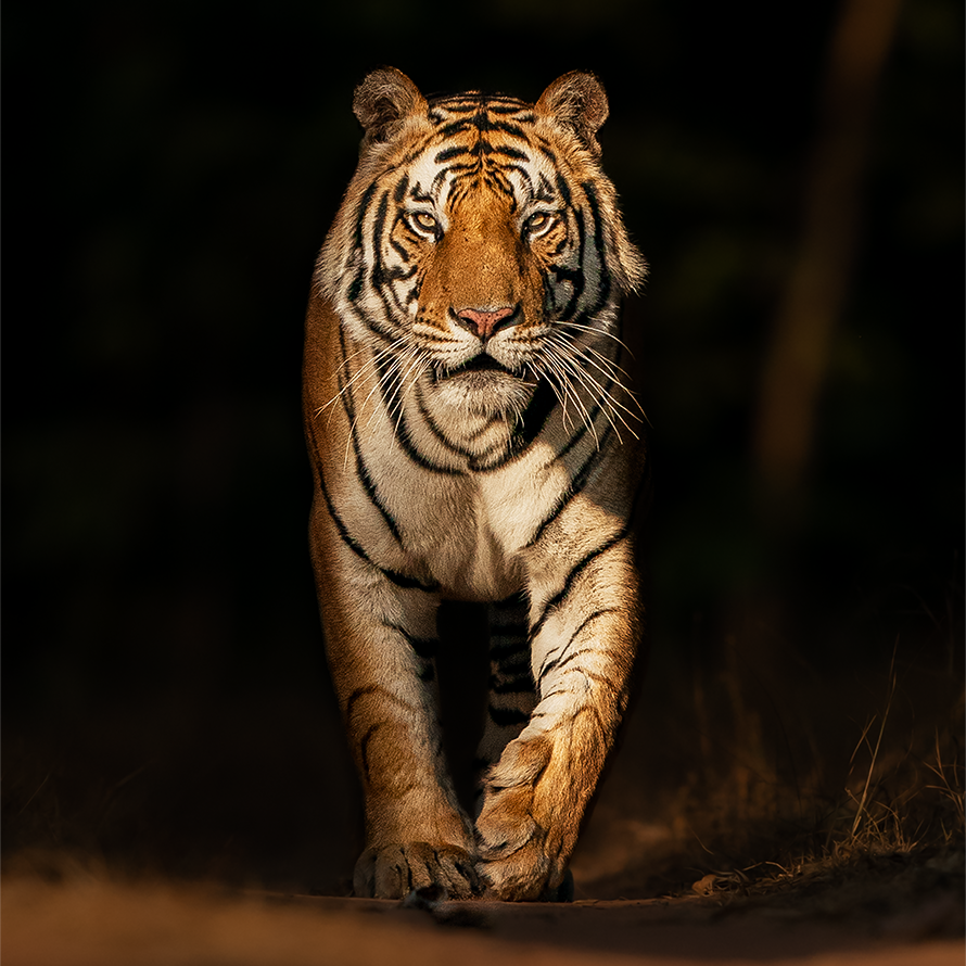 Our story : eye contact with a tiger | best places to see tigers in india |tigers and taj