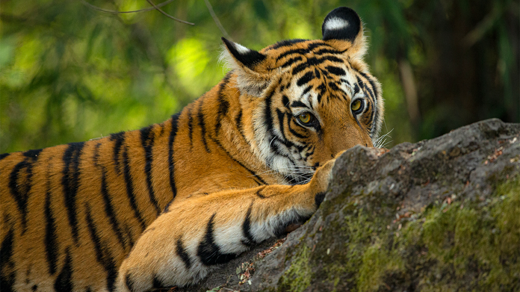 Tiger On Tree | Ameliya Safaris | Tiger Safari India