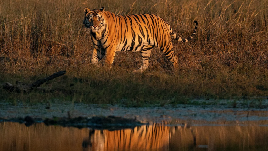 Indian Tiger | Ameliya Safaris | Tigers and Taj Mahal