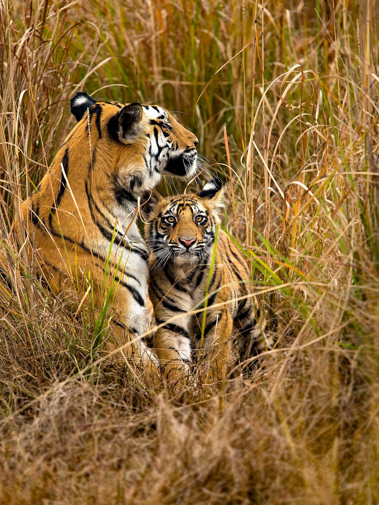 Tigeress rajbehra with cub solo | Ameliya Safaris