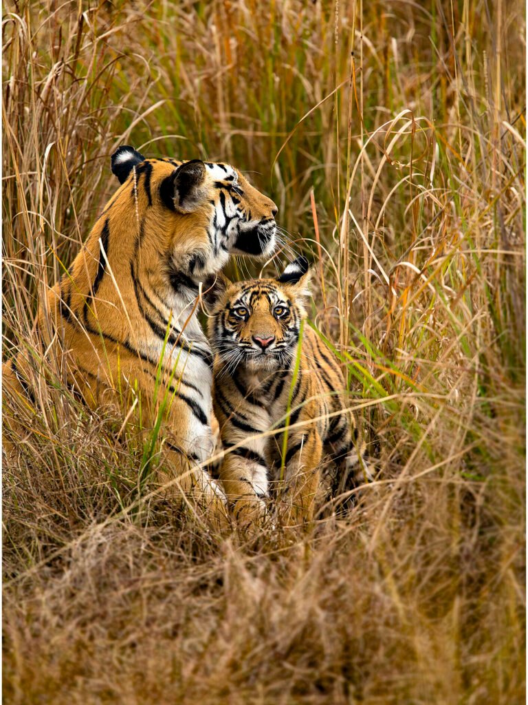 Tigeress rajbehra with cub solo | Tiger Numbers in India | Ameliya Safaris