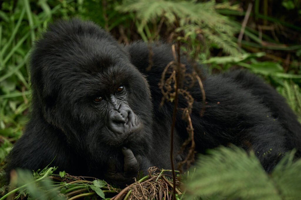 Gorillas during a wildlife safari