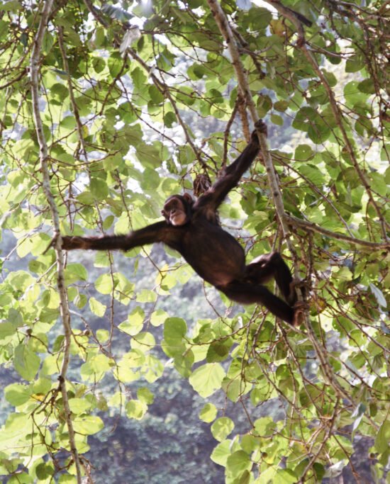 Chimpanzee in Uganda