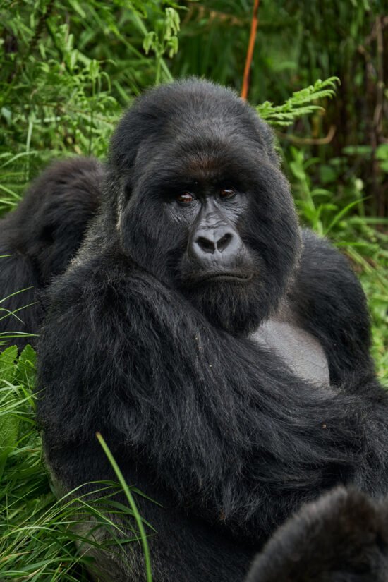 Mount Gahinga -Gorilla