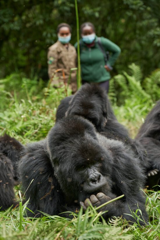 Gorilla Trekking