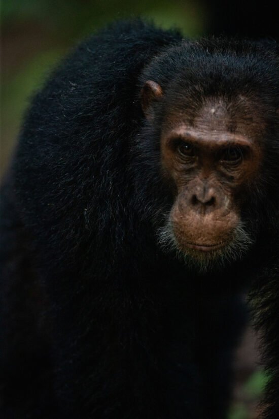 Chimpanzee in Kyambura Gorge