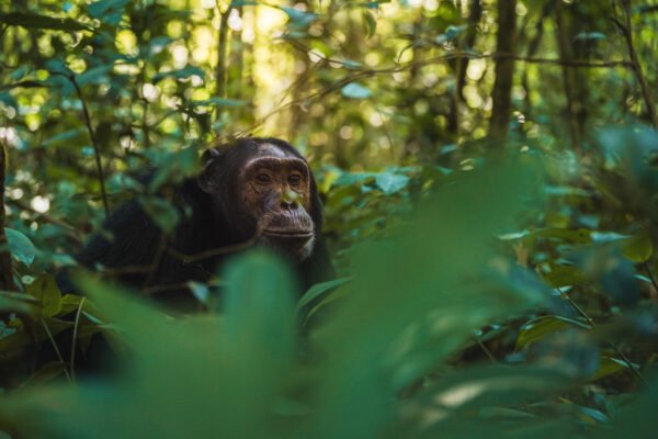 Chimpanzee in Kyambura George