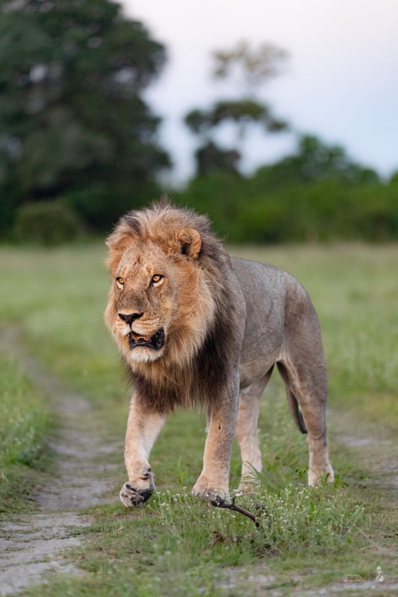 Best places in the world to see Wild Lions