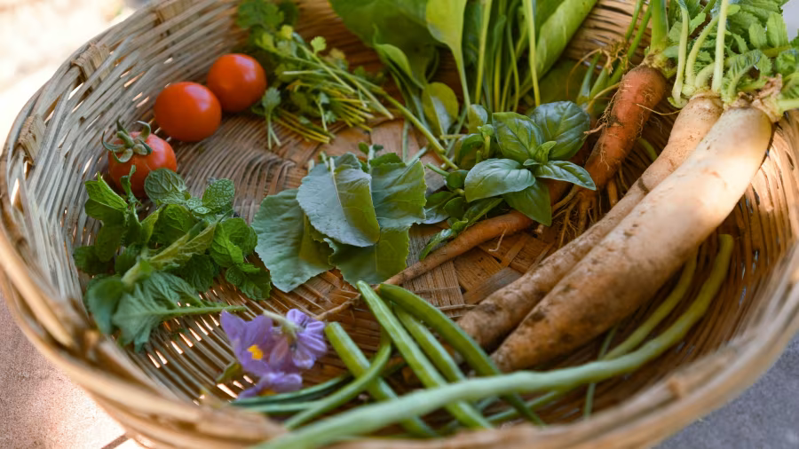 Harvest basket from eco-conscious safari lodge