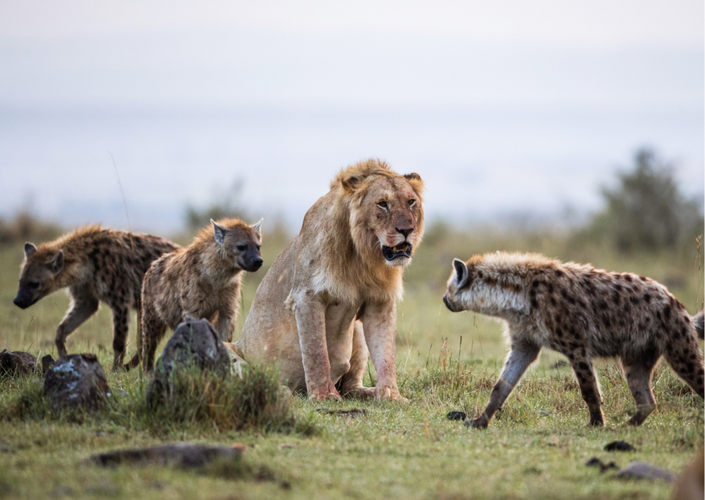 hyenas vs lion | Ameliya Safaris