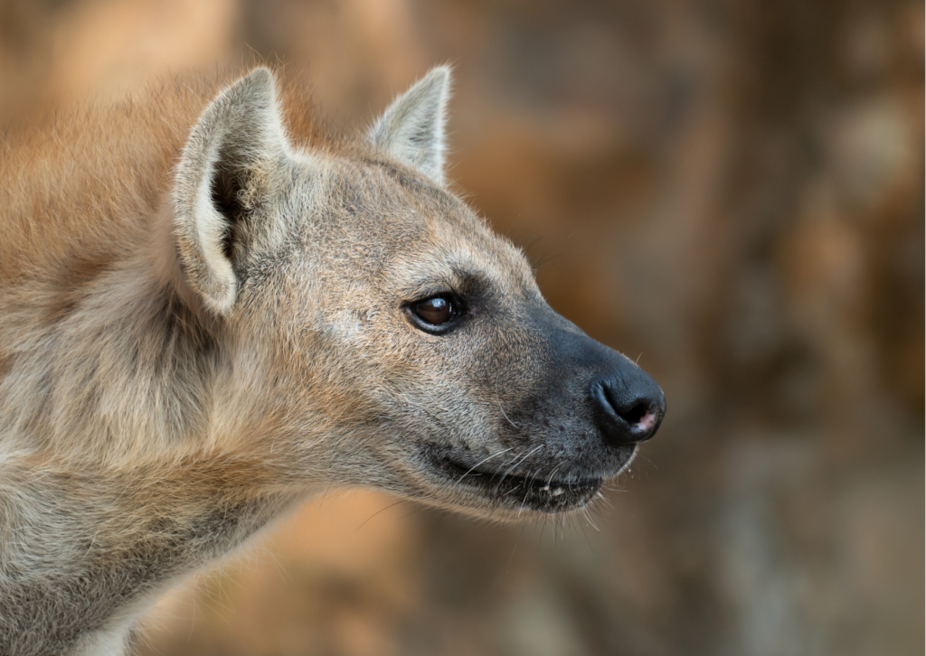 kyena close up | Ameliya Safaris