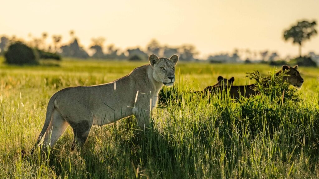 The best places in the world to see wild lions | 