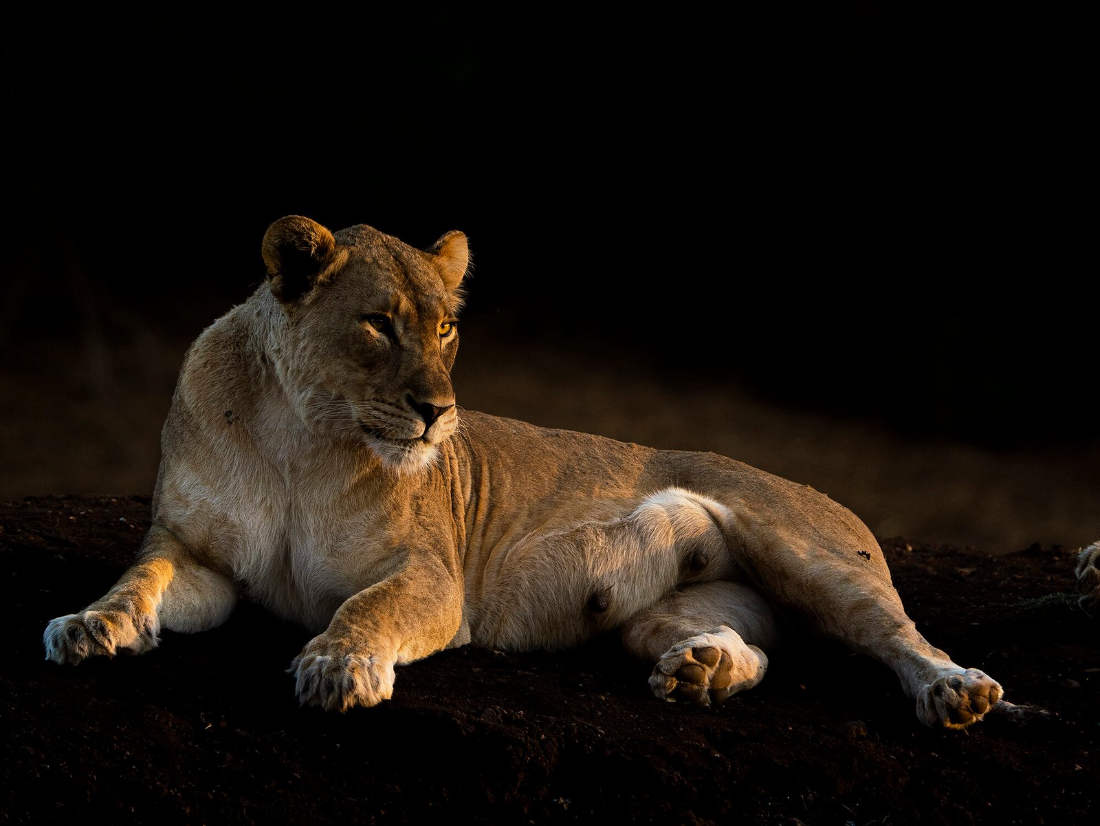 night game drive in Africa