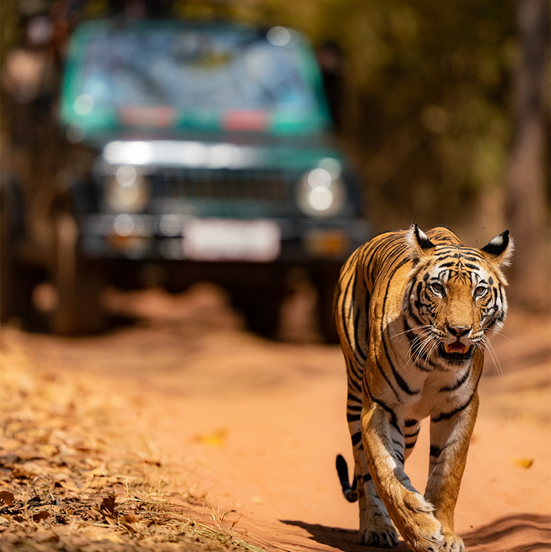 TIger Safari | Ameliya Safaris |  Tiger numbers in India 