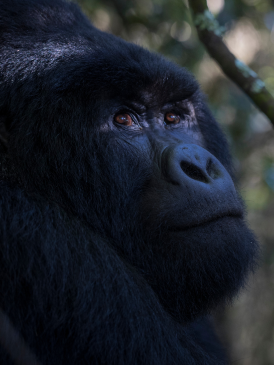 Gorilla | Luxury Safaris in Uganda | Book now