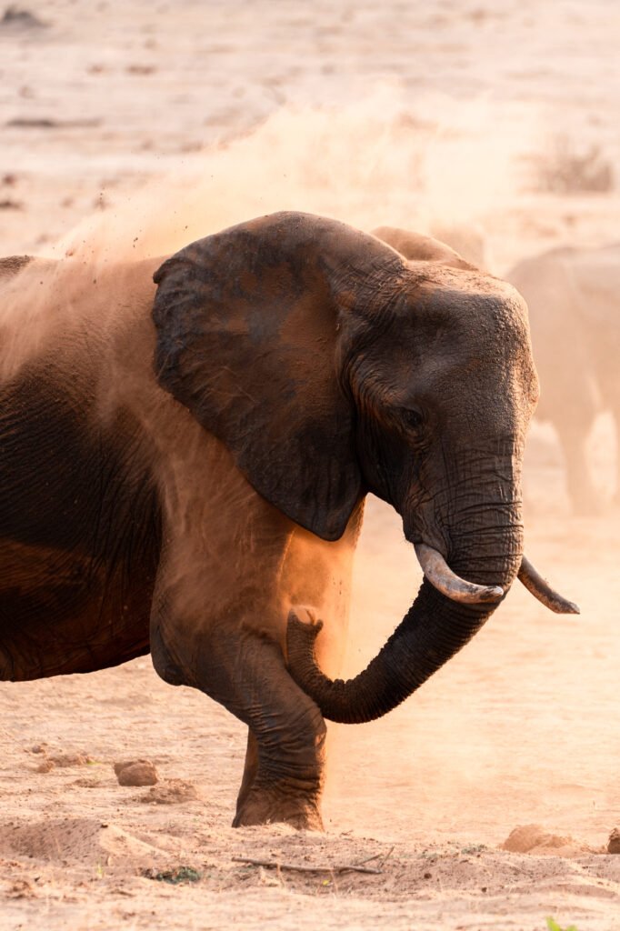 African elephant during a safari in Africa