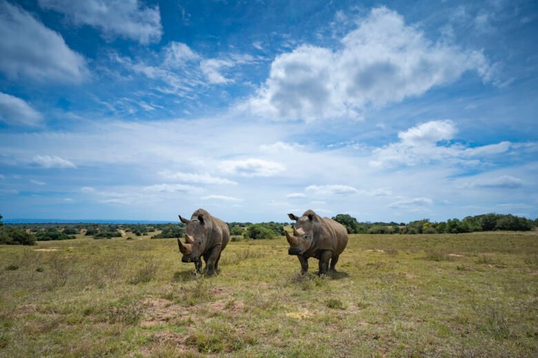 The Poached Rhino pair of Schotia | Ameliya Safaris