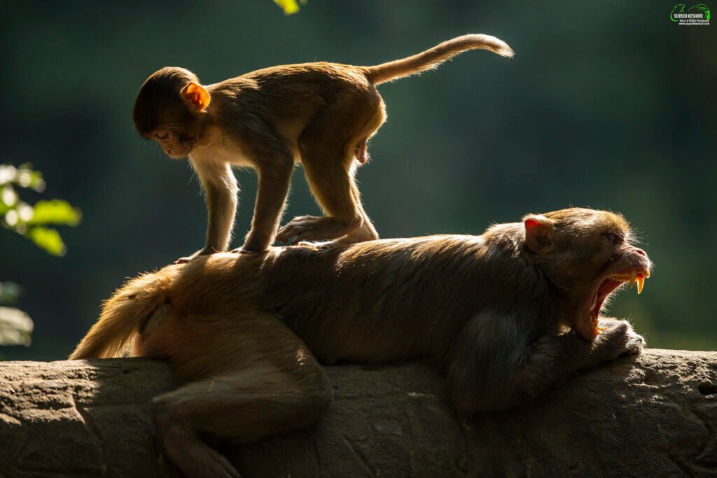 Rhesus Macaque Monkey | Ameliya Safaris