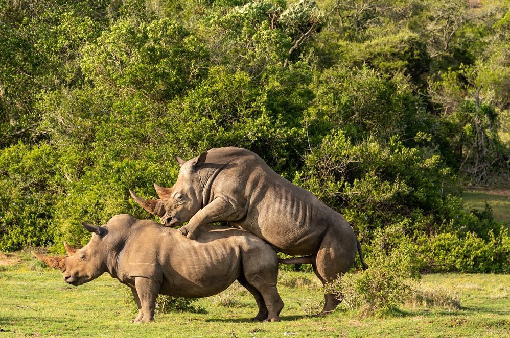 The Poached Rhino pair of Schotia | Ameliya Safaris