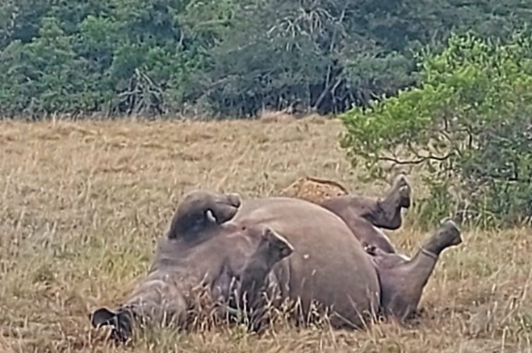 The Poached Rhino pair of Schotia | Ameliya Safaris