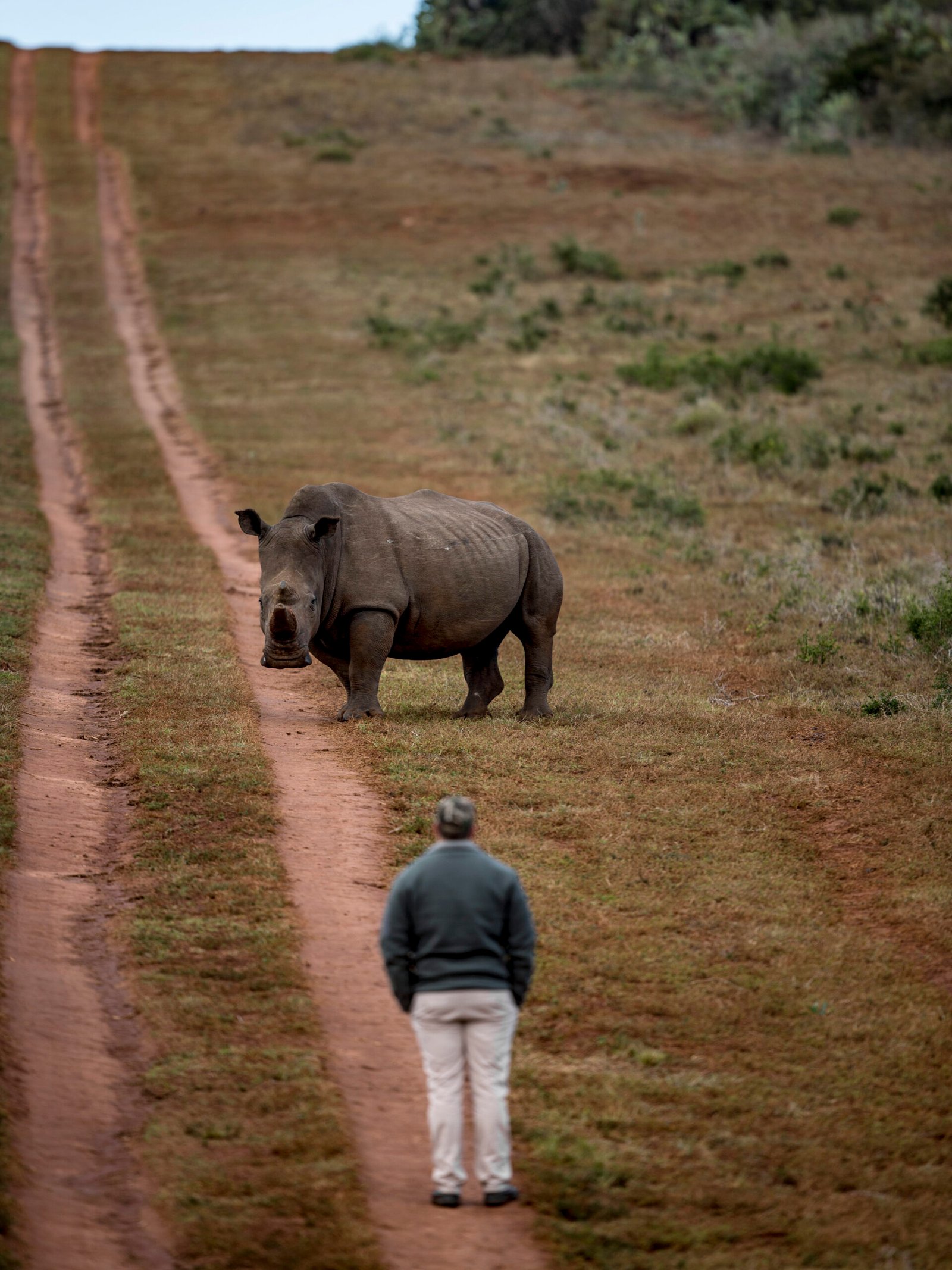 The Poached Rhino pair of Schotia | Ameliya Safaris