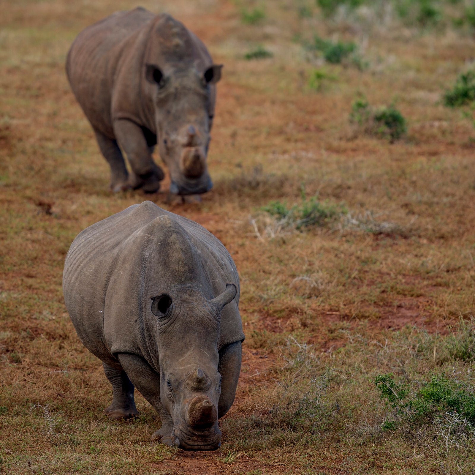 The Poached Rhino pair of Schotia | Ameliya Safaris