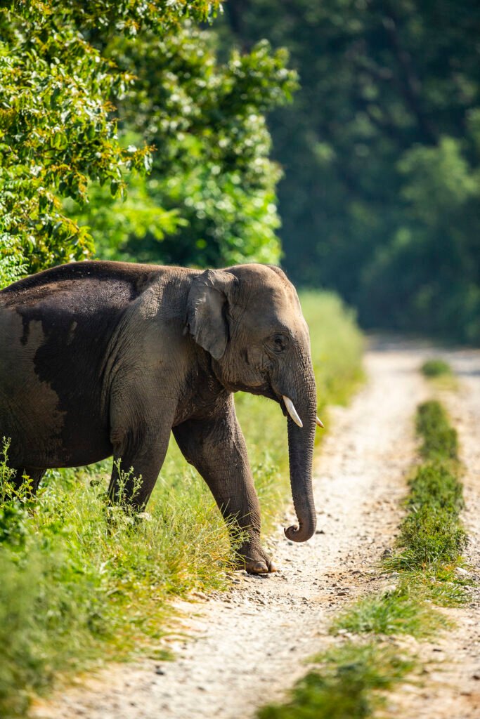 Indian Elephant | Ameliya Safaris