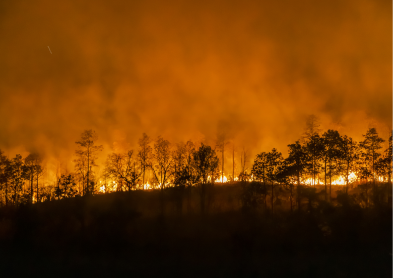 Aftermath of a forest fire | Ameliya Safaris